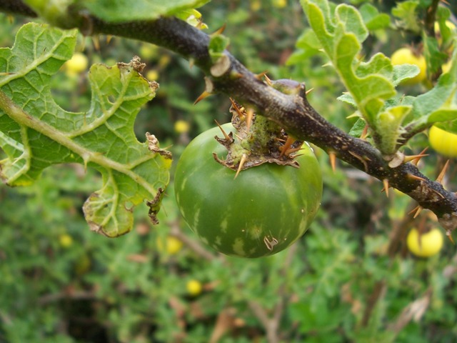 Solanum linnaeanum (=Solanum sodomaeum) / Pomo di Sodoma